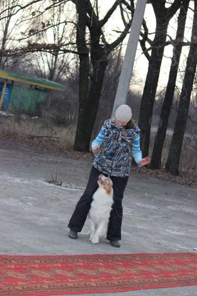 В Кривом Роге состоялся новогодний карнавал для собак (ФОТОРЕПОРТАЖ)