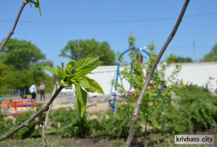 В Кривом Роге озеленили модульный городок для переселенцев (ФОТО)