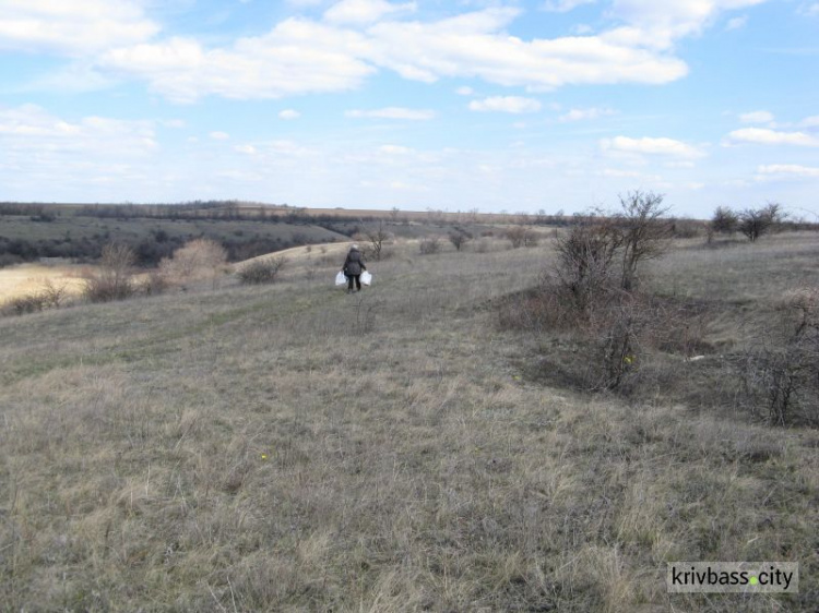 В Кривом Роге  пенсионерки уничтожают краснокнижные растения (фото, видео)