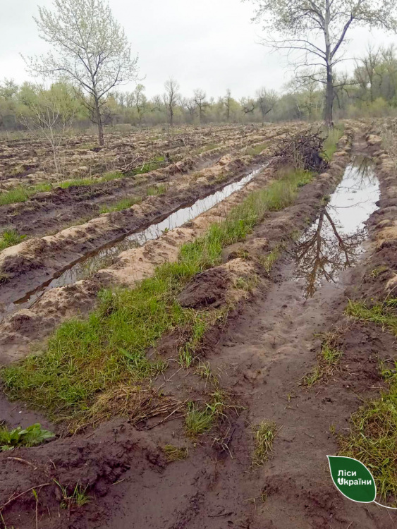 Фото пресслужби Східного лісового офісу