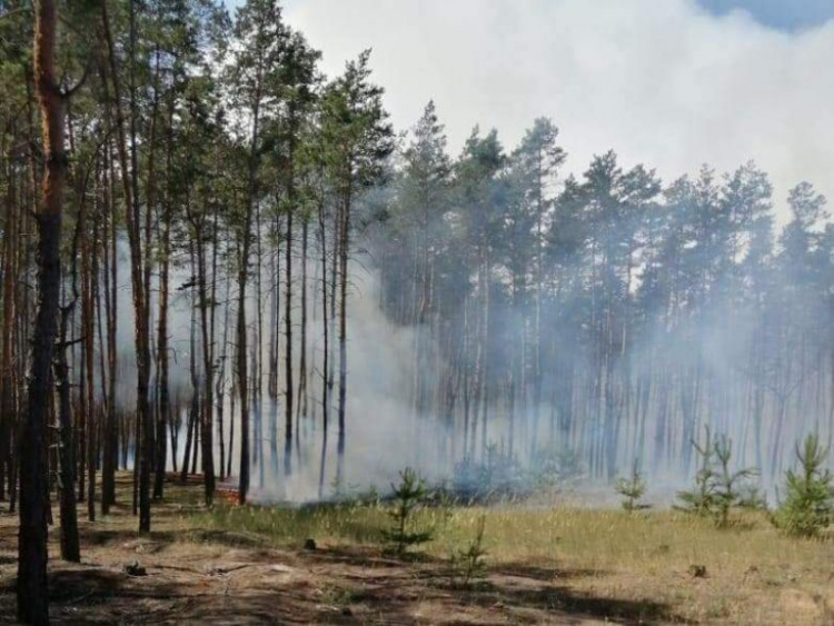 На Днепропетровщине горел лес: огонь охватил 5 гектаров земли (фото)