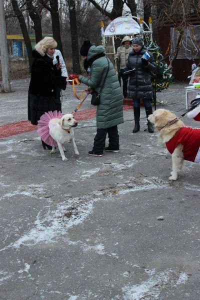 В Кривом Роге состоялся новогодний карнавал для собак (ФОТОРЕПОРТАЖ)