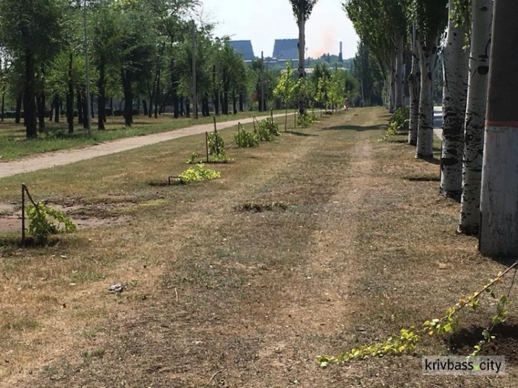 Вандалы в Кривом Роге уничтожили два десятка молодых деревьев (ФОТО)