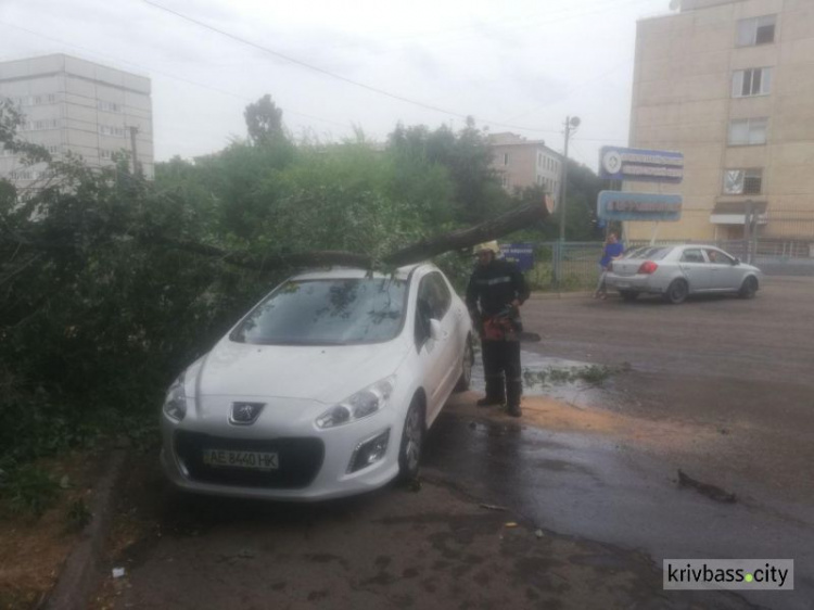 Возле роддома №1 упало дерево на припаркованную машину